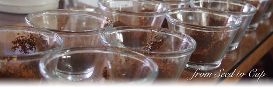from seed to cup